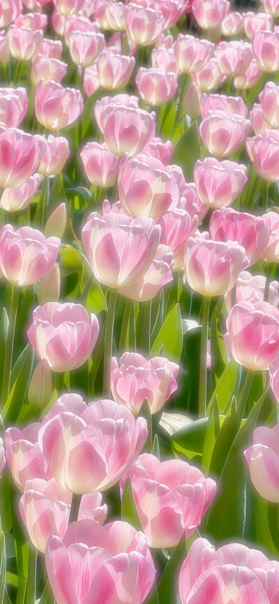 壁纸
@呆桃殿下
拿图赞评♡.
来源｜wb
侵权删