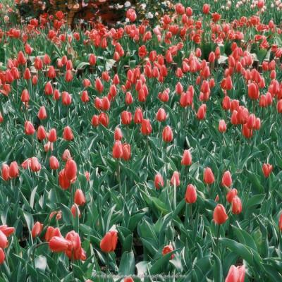 周洁琼.
原截/槐花源_