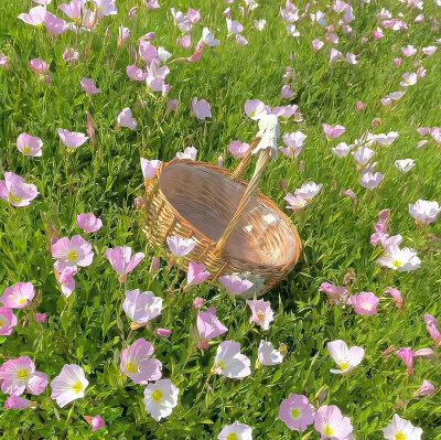 背景图 壁纸 月见草