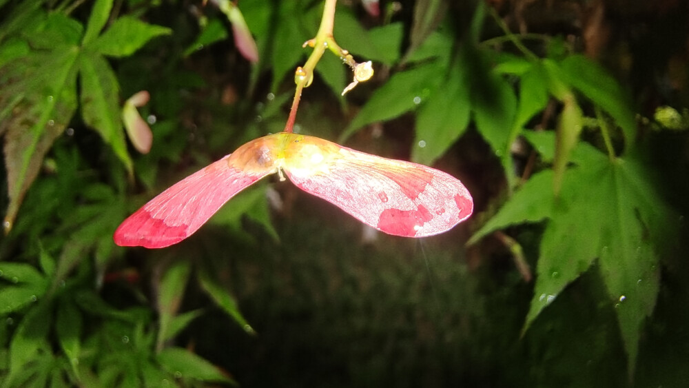 鸡爪槭开花也迷人！