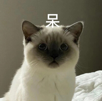 表情包
就是玩
有点意思
摆烂吧，乏了，倦了