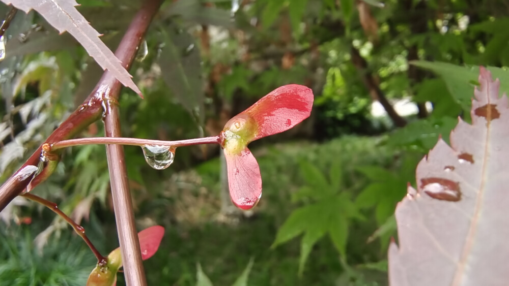 鸡爪槭开花也迷人！