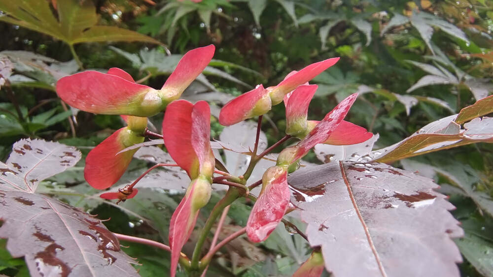 雞爪槭開花也迷人！