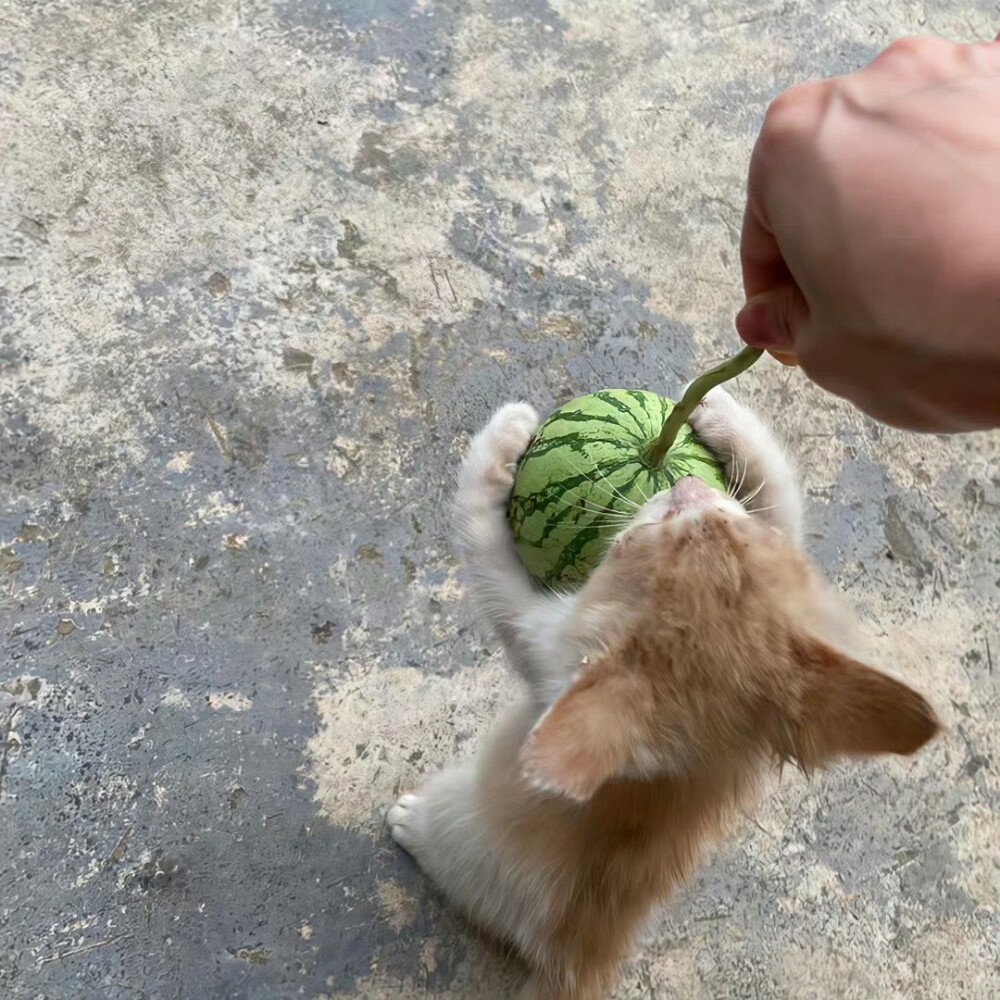 菠萝玩偶