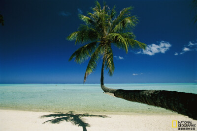 《向着海洋和天空》
在法属波利尼西亚社会群岛中的波拉波拉岛上，一株棕榈树朝泻湖方向横亘于海滩上方竖直生长。摄影：Jodi Cobb