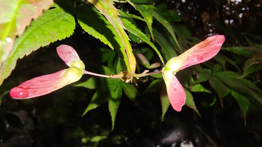 雞爪槭開花也迷人！