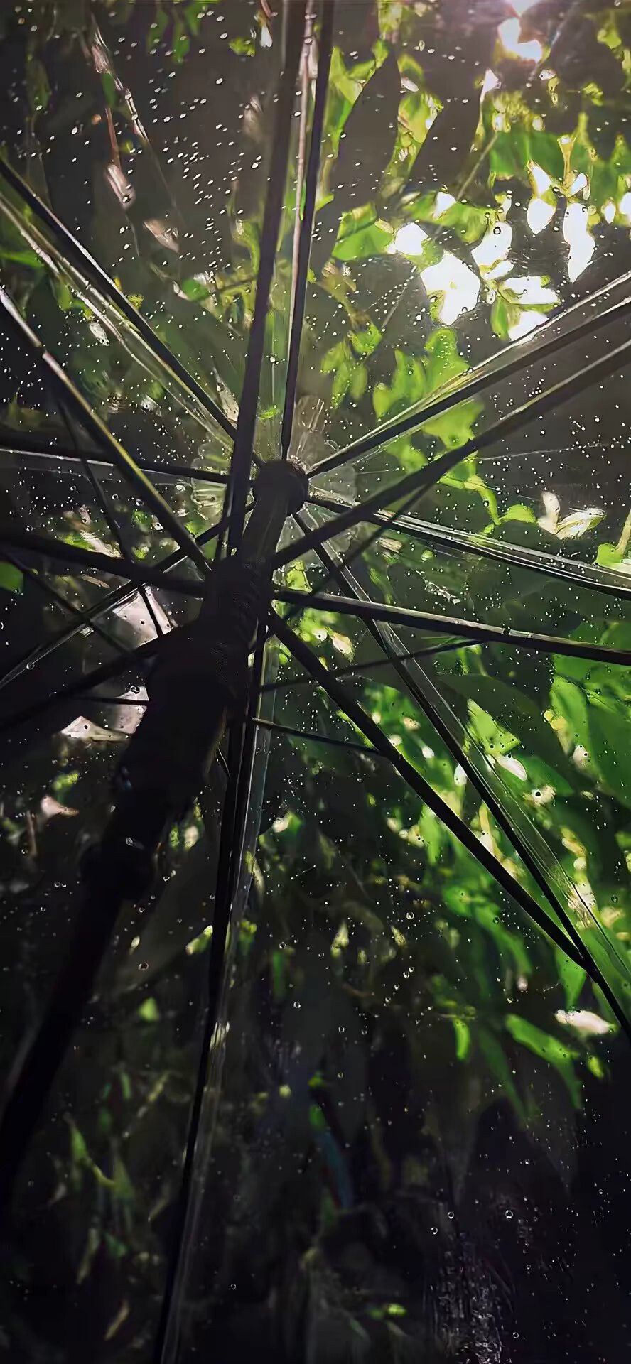 绿色系壁纸氛围雨伞壁纸