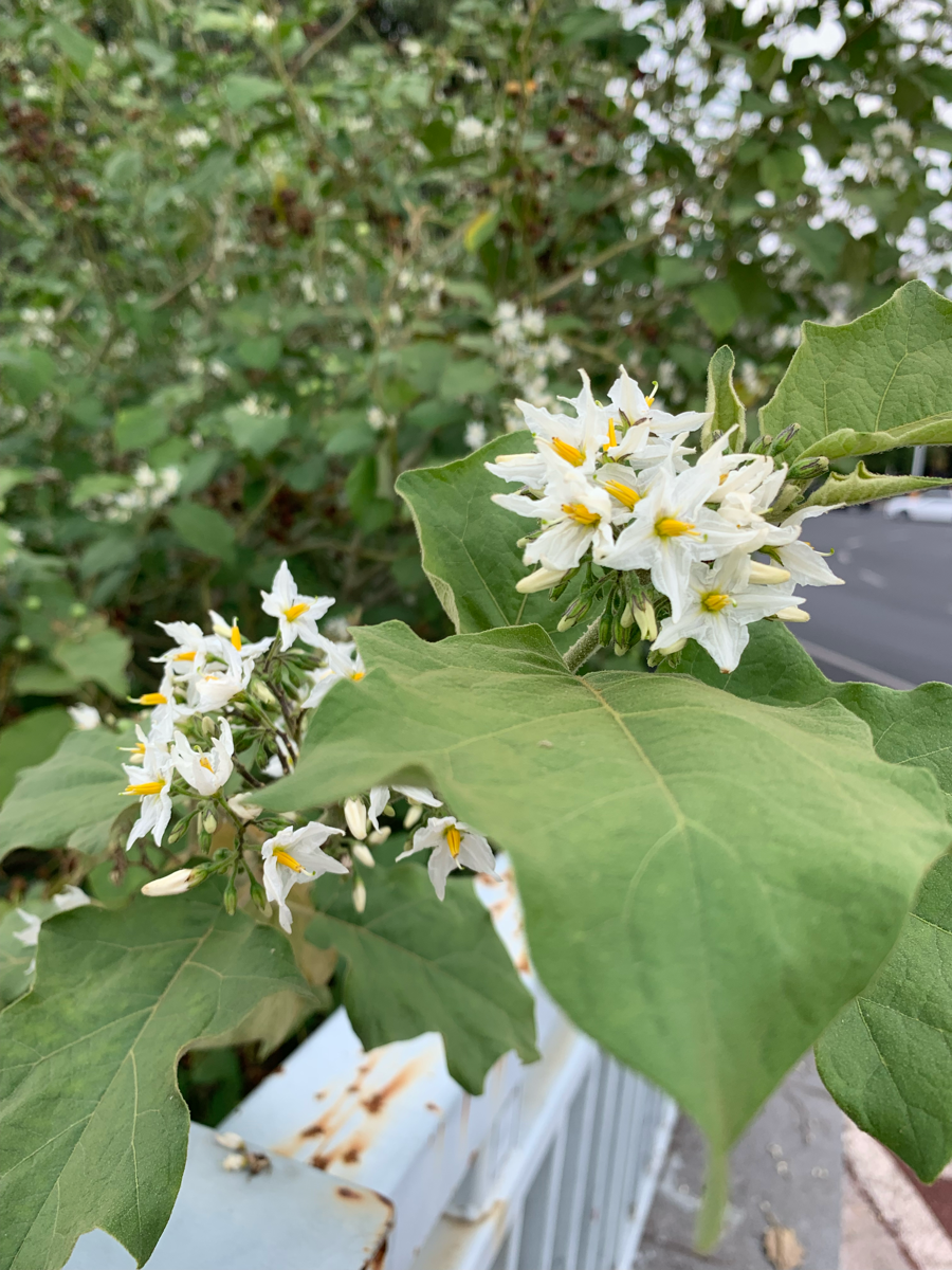 不知名小白花（树）