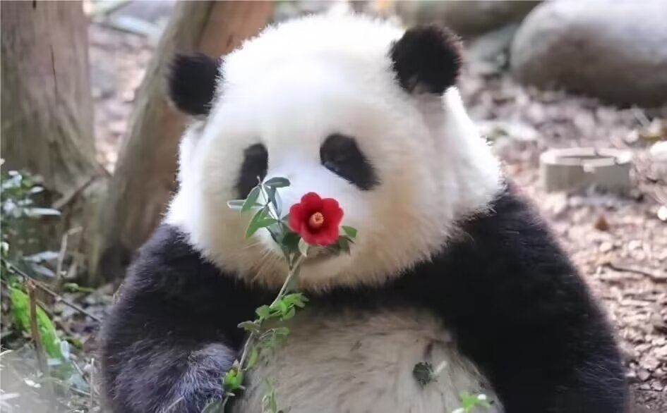 猫咪国宝头像壁纸