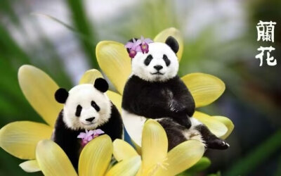 猫咪国宝头像壁纸