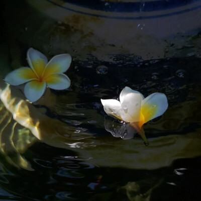 水中花背景图