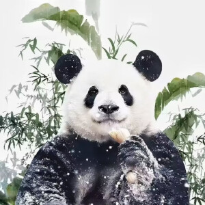 可爱国宝头像 - 高清图片,堆糖,美图壁纸兴趣社区