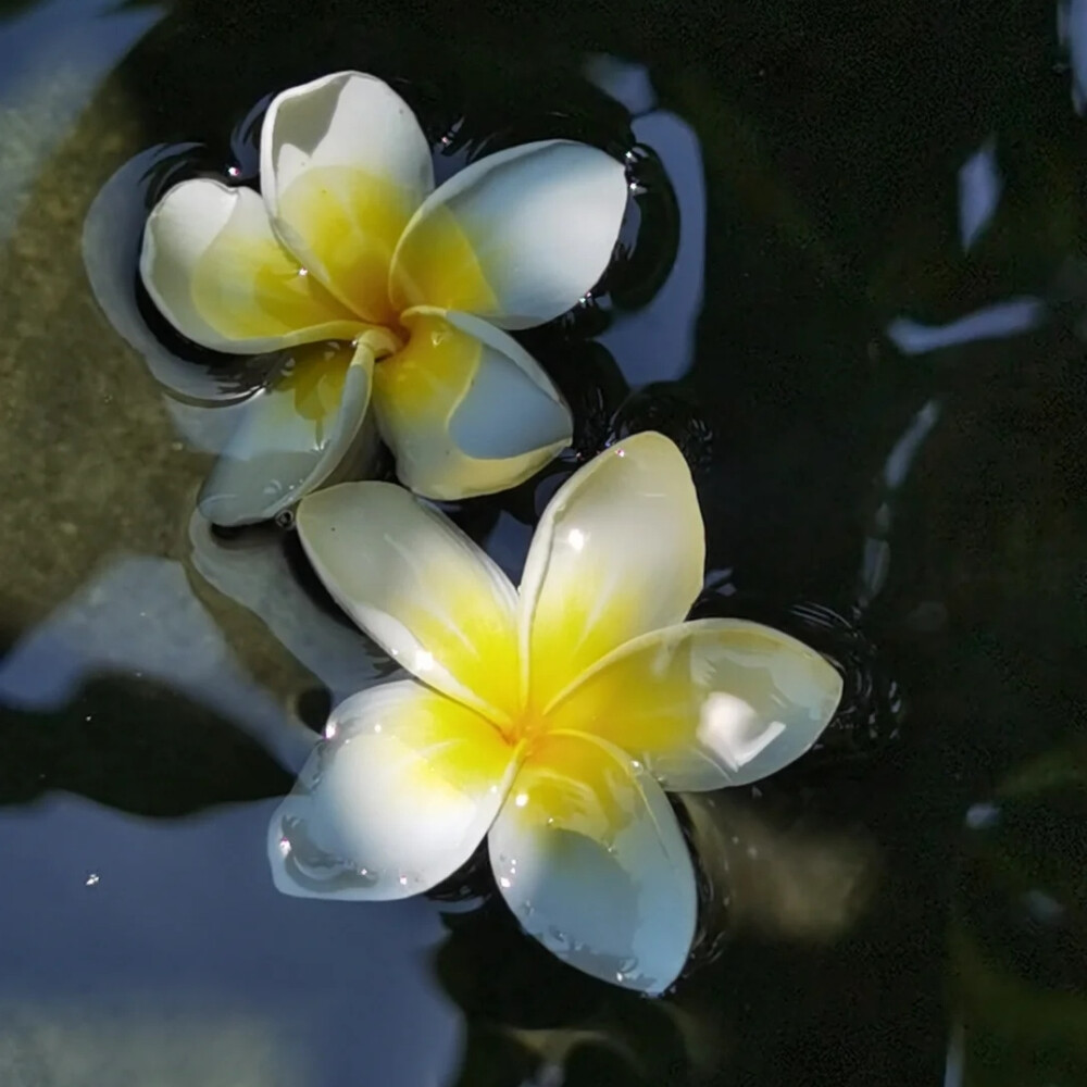 水中花背景圖