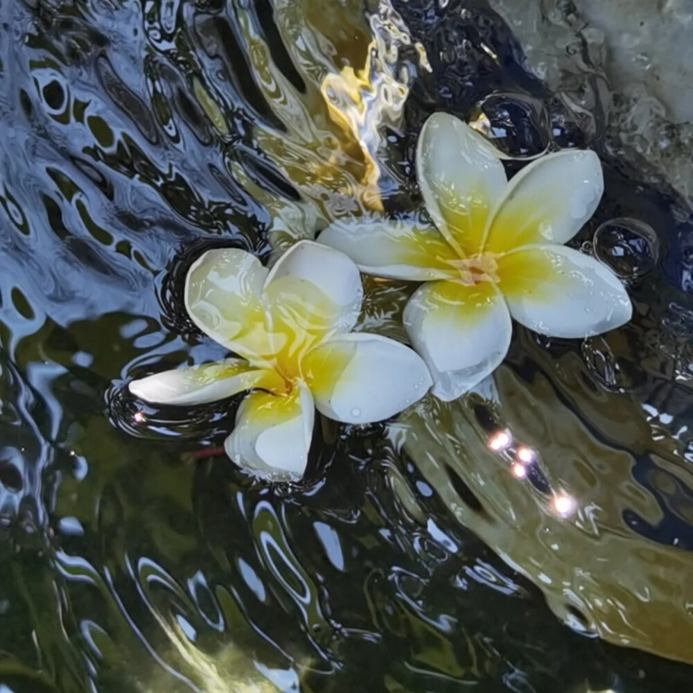 水中花背景圖