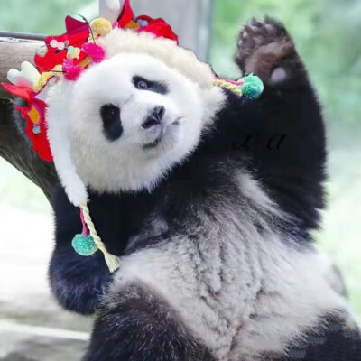 猫咪国宝头像壁纸