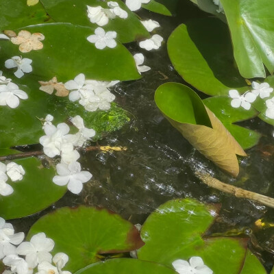 水中花背景图