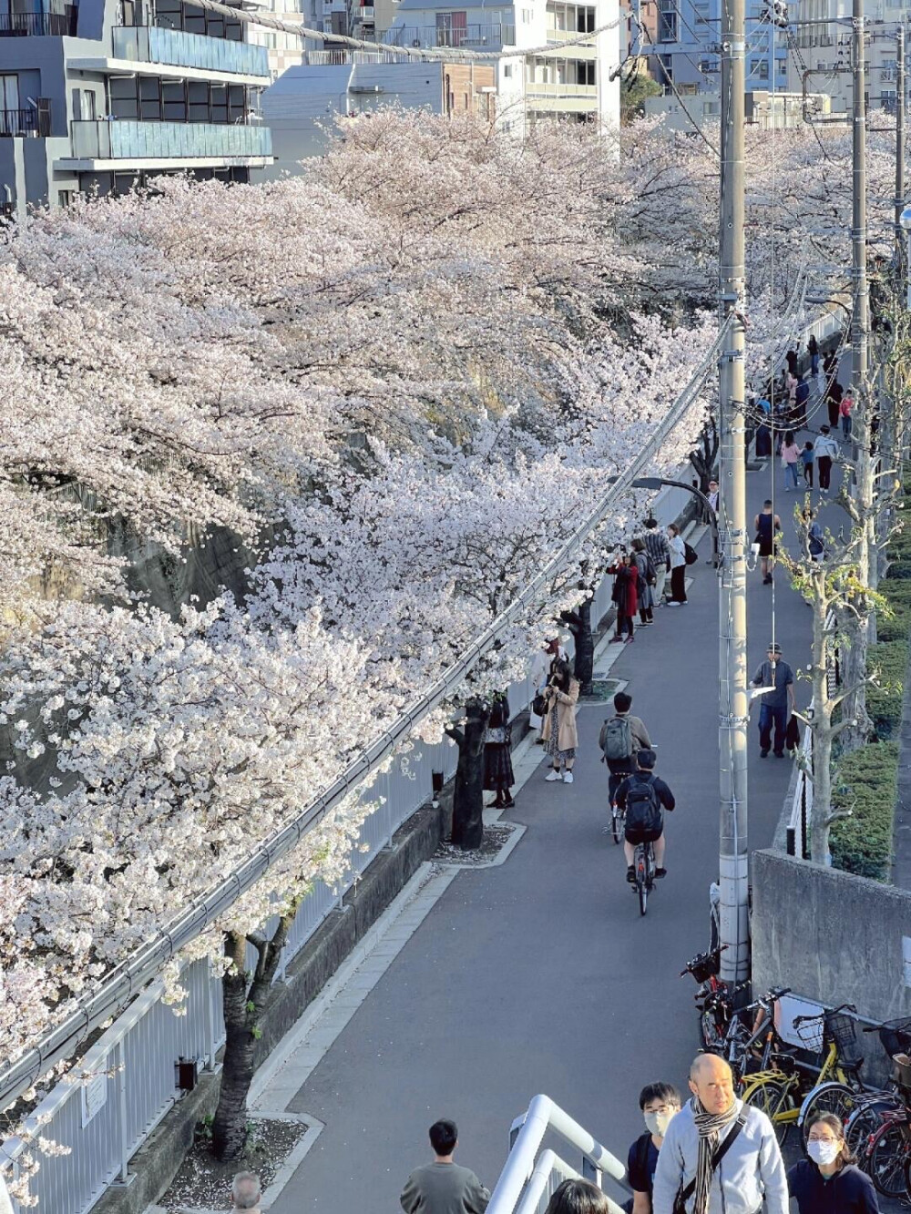 只有日本 久保前桥