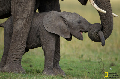 《大手牵小手》
在坦桑尼亚的塞伦盖蒂国家公园，一头小象正在妈妈的教导下学习鼻子的使用技巧。摄影：Michael Nichols