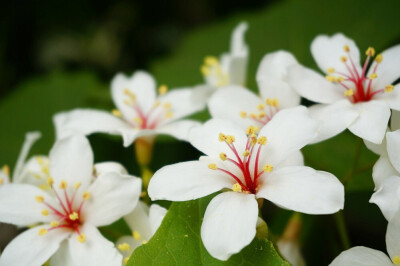 油桐花