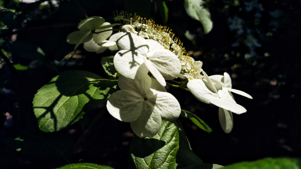 洁白无瑕：琼花，绣球，玉蝉。琼花：木绣球、聚八仙花、蝴蝶木花、牛耳抱珠、是五福花科荚蒾属植物。花语是美丽浪漫、完美的爱情。
绣球：八仙花、紫阳花，是虎耳草科绣球属植物。
玉蝉花：花菖蒲、紫花鸢尾、东北鸢尾。