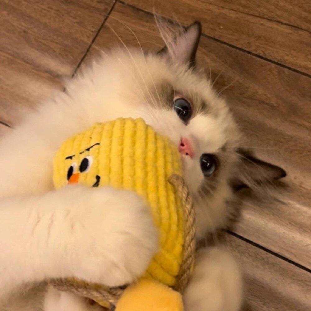 小动物的头像真是太好看了不仅好看还很可爱呢快来试试吧