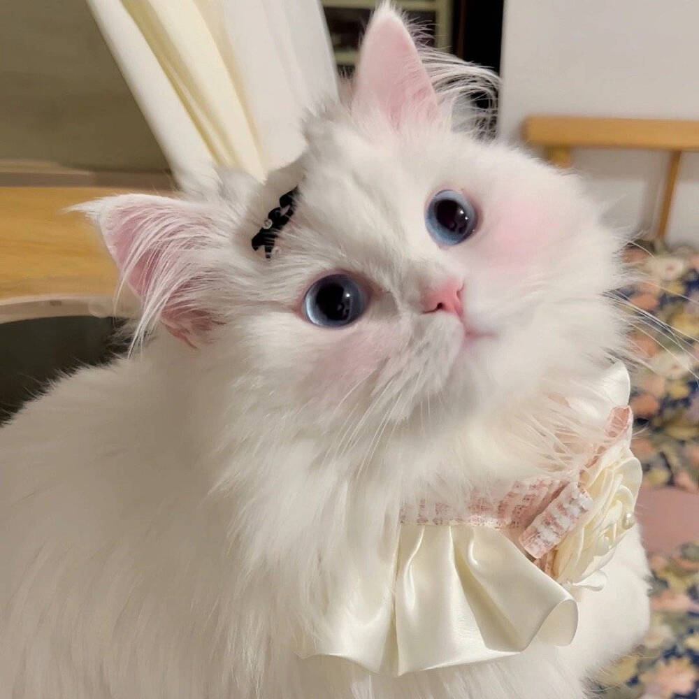 小动物的头像真是太好看了不仅好看还很可爱呢快来试试吧