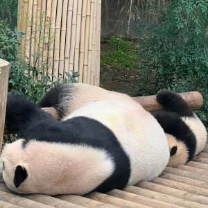 大熊猫 表情包