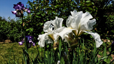 洁白无瑕：琼花，绣球，玉蝉。琼花：木绣球、聚八仙花、蝴蝶木花、牛耳抱珠、是五福花科荚蒾属植物。花语是美丽浪漫、完美的爱情。
绣球：八仙花、紫阳花，是虎耳草科绣球属植物。
玉蝉花：花菖蒲、紫花鸢尾、东北鸢…