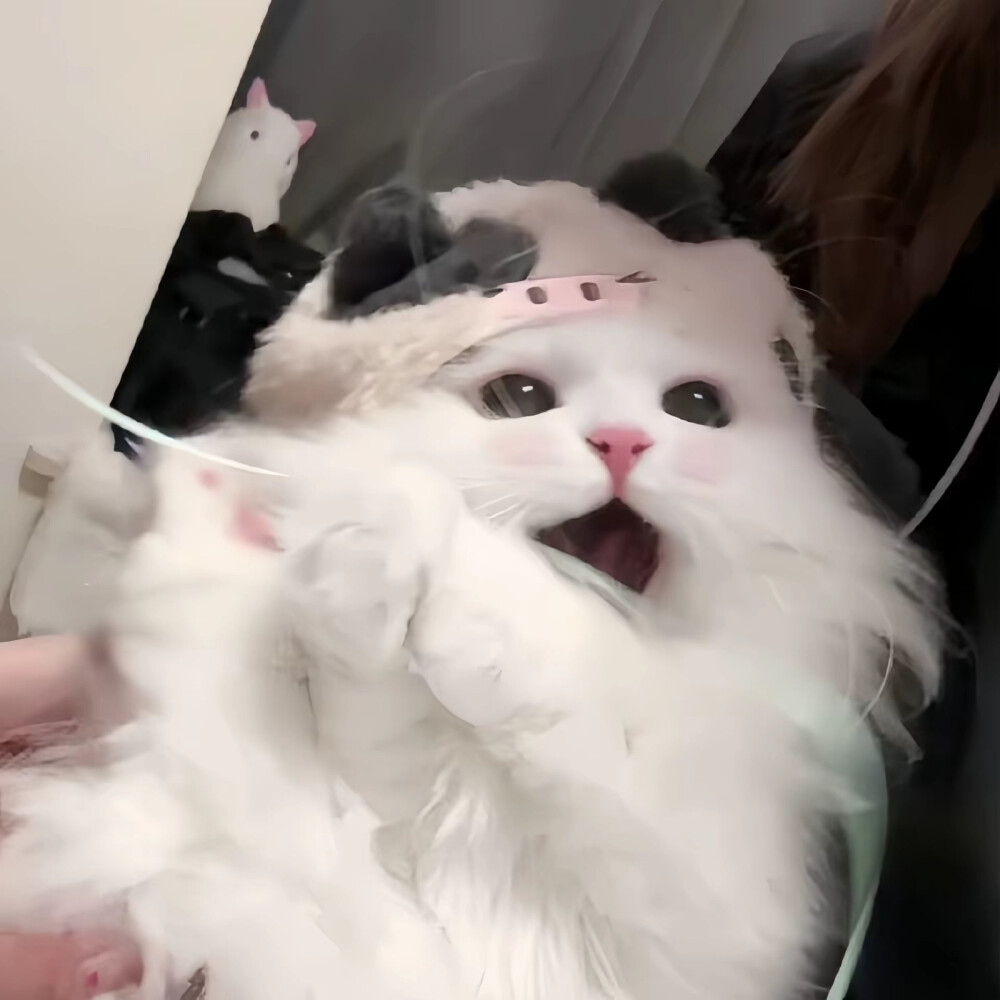 猫咪头像