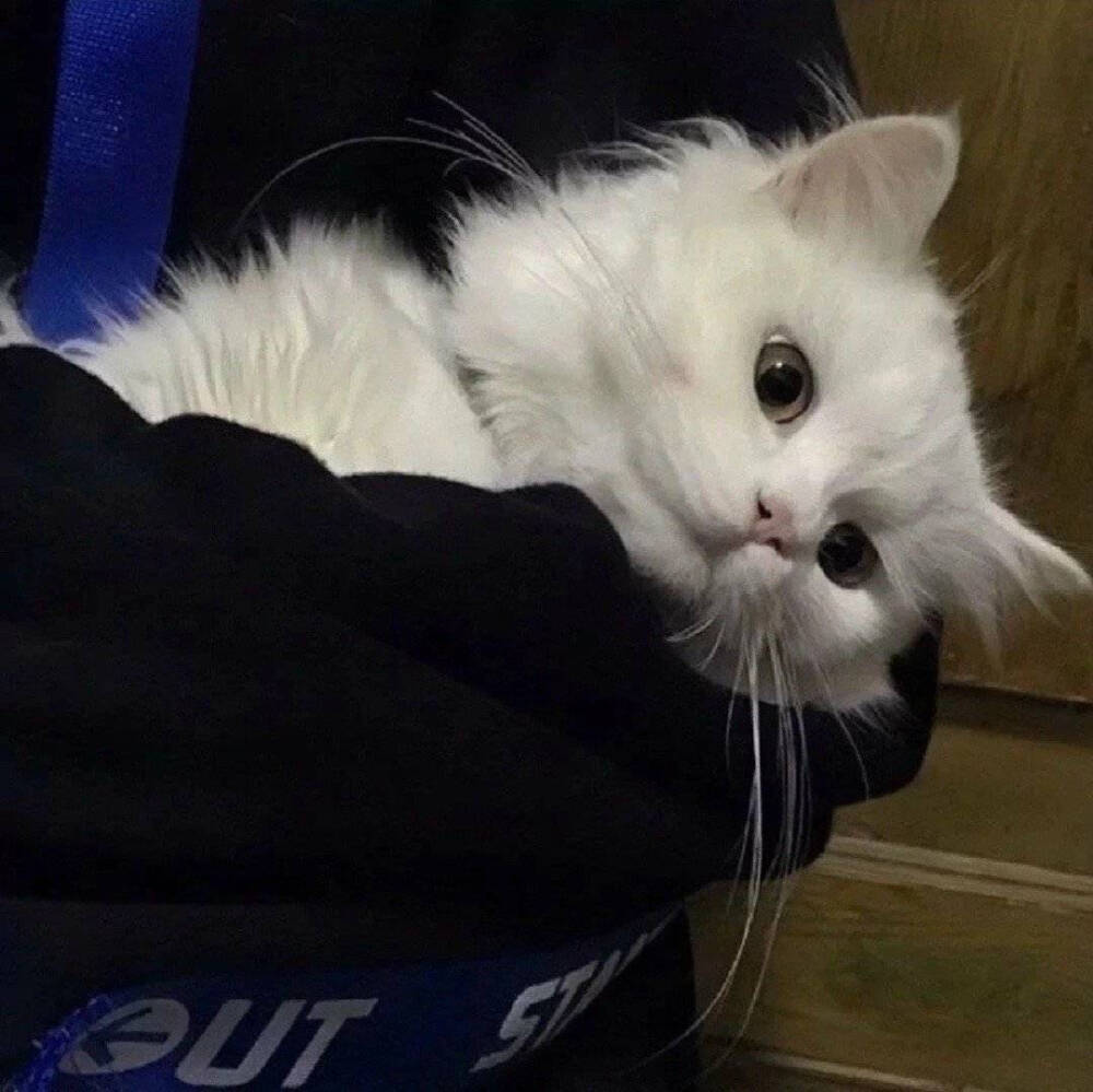 小动物的头像真是太好看了不仅好看还很可爱呢快来试试吧