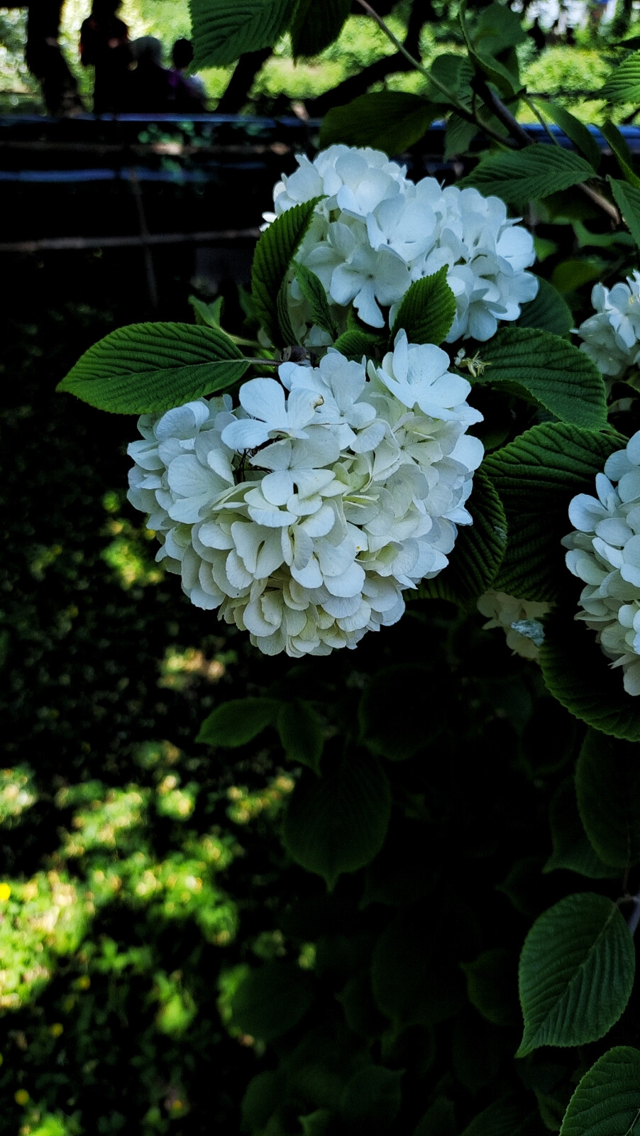 洁白无瑕：琼花，绣球，玉蝉。琼花：木绣球、聚八仙花、蝴蝶木花、牛耳抱珠、是五福花科荚蒾属植物。花语是美丽浪漫、完美的爱情。
绣球：八仙花、紫阳花，是虎耳草科绣球属植物。
玉蝉花：花菖蒲、紫花鸢尾、东北鸢尾。