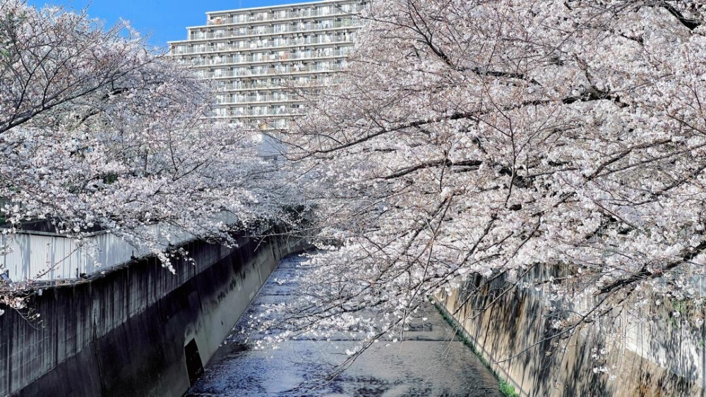 只有日本 久保前桥