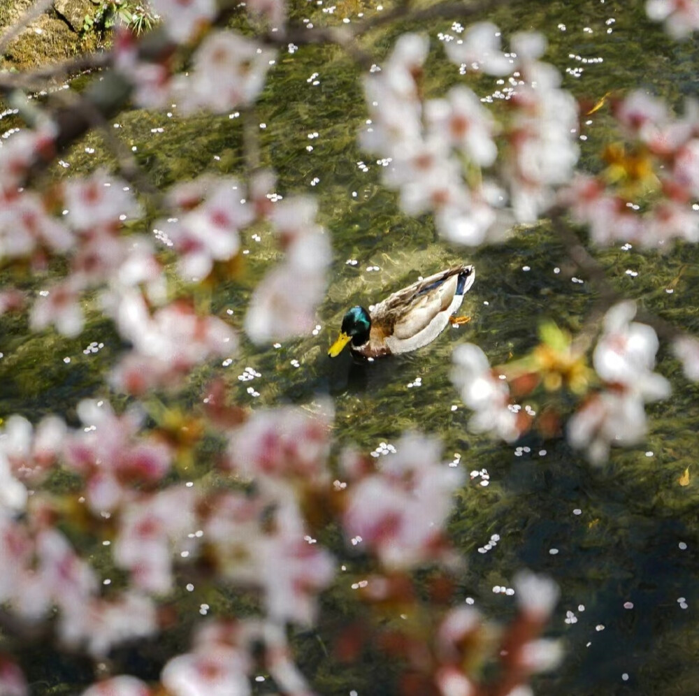 水中花背景图