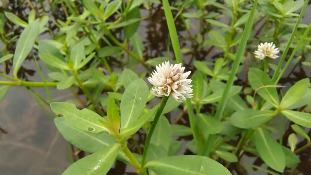 小花也可爱：“喜旱莲子草”欣赏