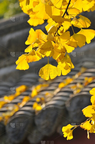 花植