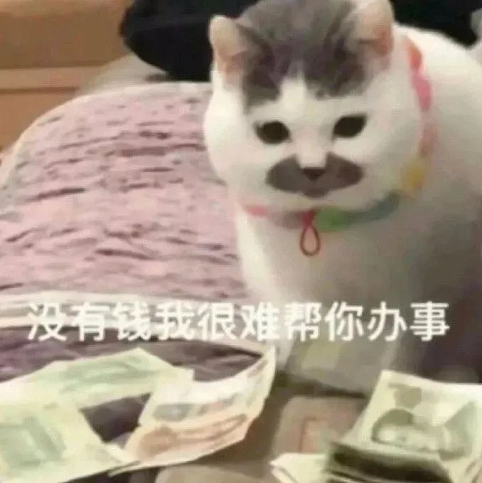 猫猫表情包