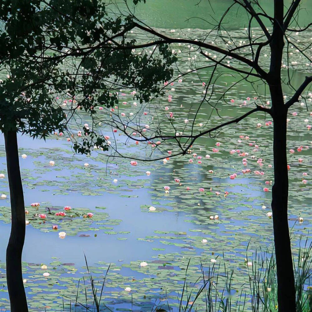 水中花背景图