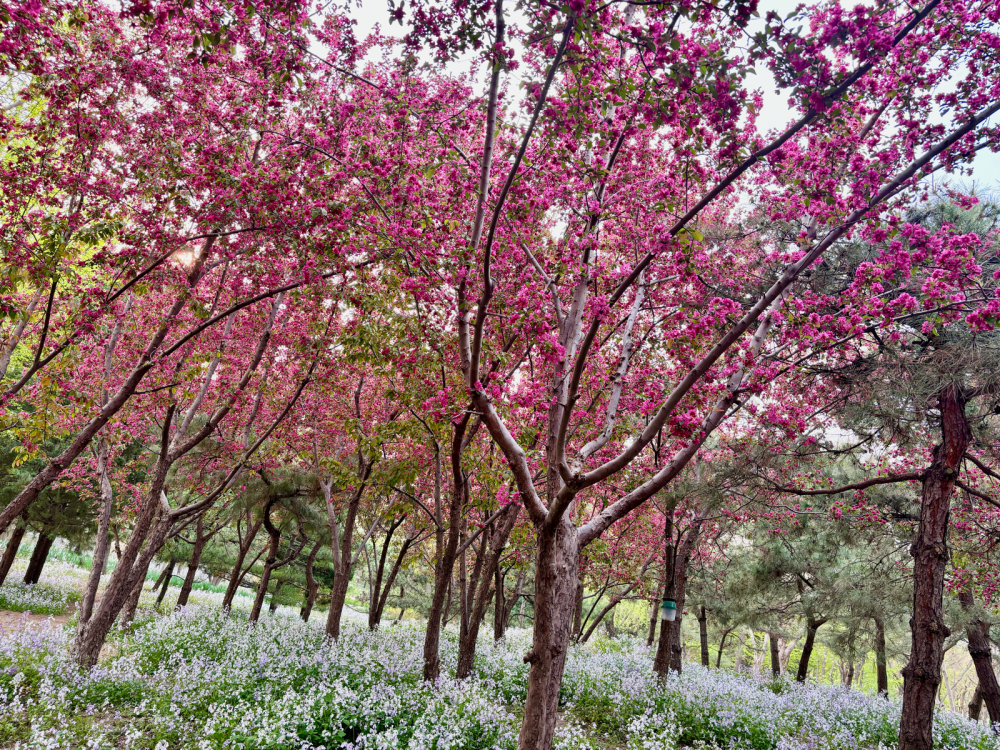 #貓哥記錄# 小徑穿梭于繁花盛放的櫻花林，春的氣息撲面而來。一步一景，每一步都踩在粉色的花瓣上，仿佛走進(jìn)了一個夢境。身著深色外套的行人，在這寧靜的畫卷中獨自行走，與周圍的風(fēng)景融為一體。石質(zhì)雕塑靜靜地坐著，似乎在訴說著古老的故事。小徑盡頭的指示牌，隱約透露著未知的秘密。此刻，我只想沉浸在這片花海之中，感受春天的溫暖與美好。@貓哥記錄