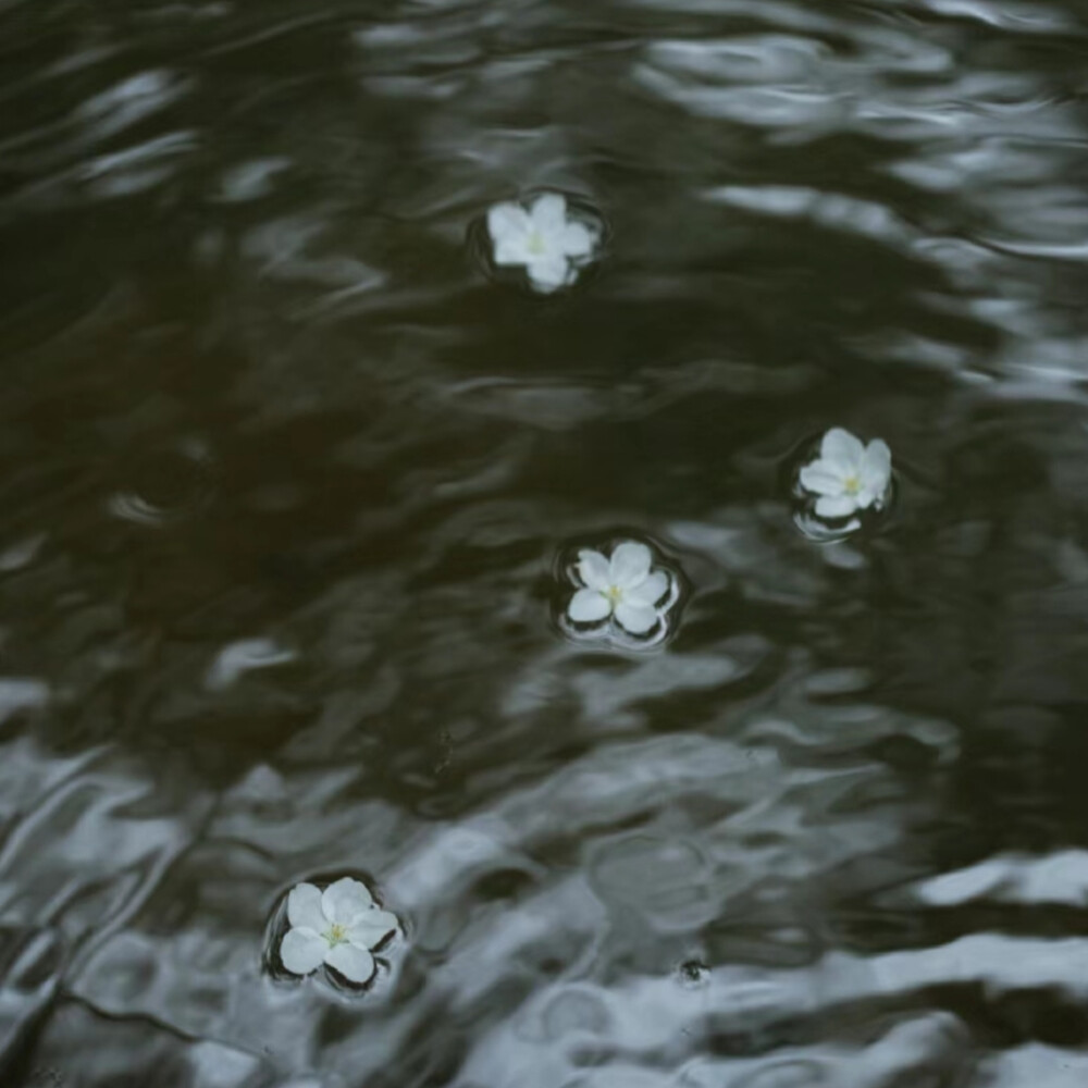 水中花背景图