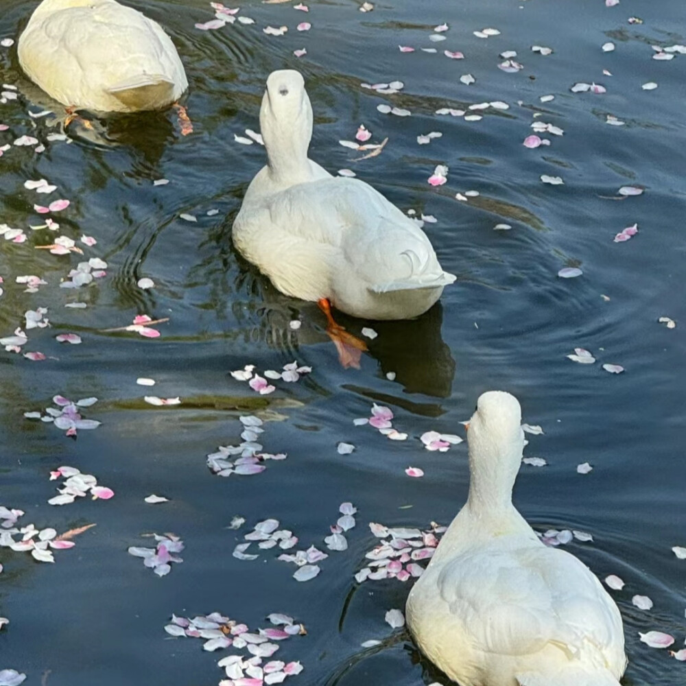 水中花背景图