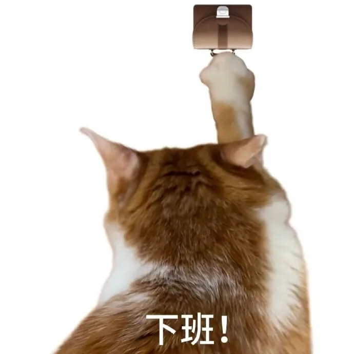 猫猫表情包