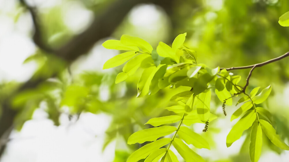 |剧情素材|空境素材|适用于场景/氛围/森林/看书|二转注明|拿图收藏专并关注|不允许收藏单图不收藏专