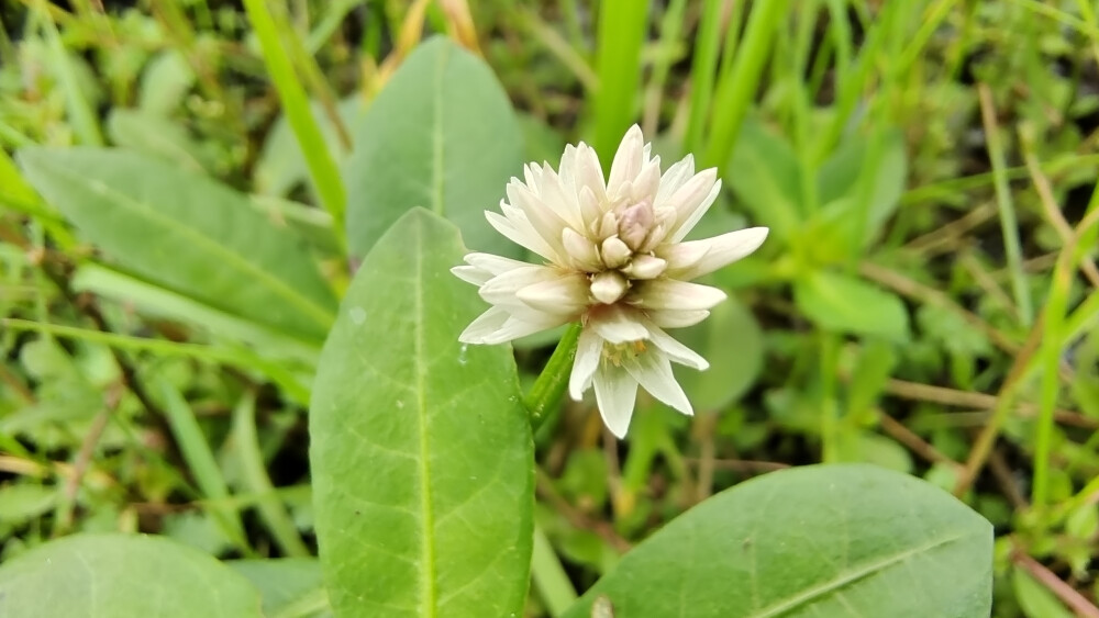 小花也可爱：“喜旱莲子草”欣赏