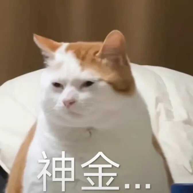 猫猫表情包