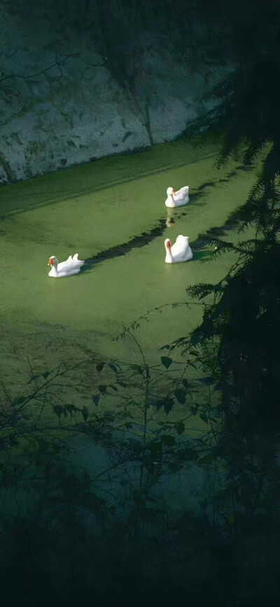 绿色护眼全屏壁纸