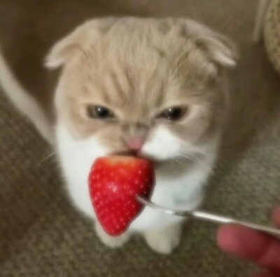 可爱小猫头像