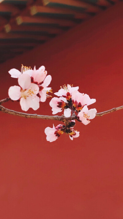 喜嫁结婚浪漫表白壁纸元素