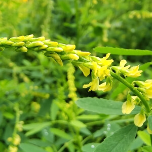 小花也可爱:"草木犀"欣赏