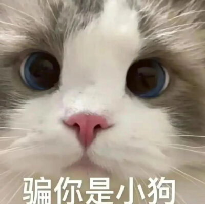 猫猫表情包。