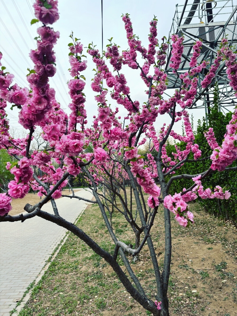 猫哥记录：哇！这片桃花树真的好美呀！看那些粉红色的花朵，它们好像害羞的小姑娘，脸红红的躲在枝头。远处的天空和电线杆，就像是大自然的背景板，衬托得这片桃花林更加梦幻了。地面上的枯叶和碎石，告诉我们季节的变换，但它们也好像在为这片桃花林做点缀，让这里更加有层次感和自然感。我觉得，这里就像一个童话世界，让人心情愉悦，仿佛所有的烦恼都被吹散了@猫哥记录 。